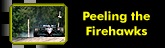 peeling firehawks